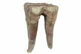 Fossil Woolly Rhino (Coelodonta) Tooth - Siberia #231032-1